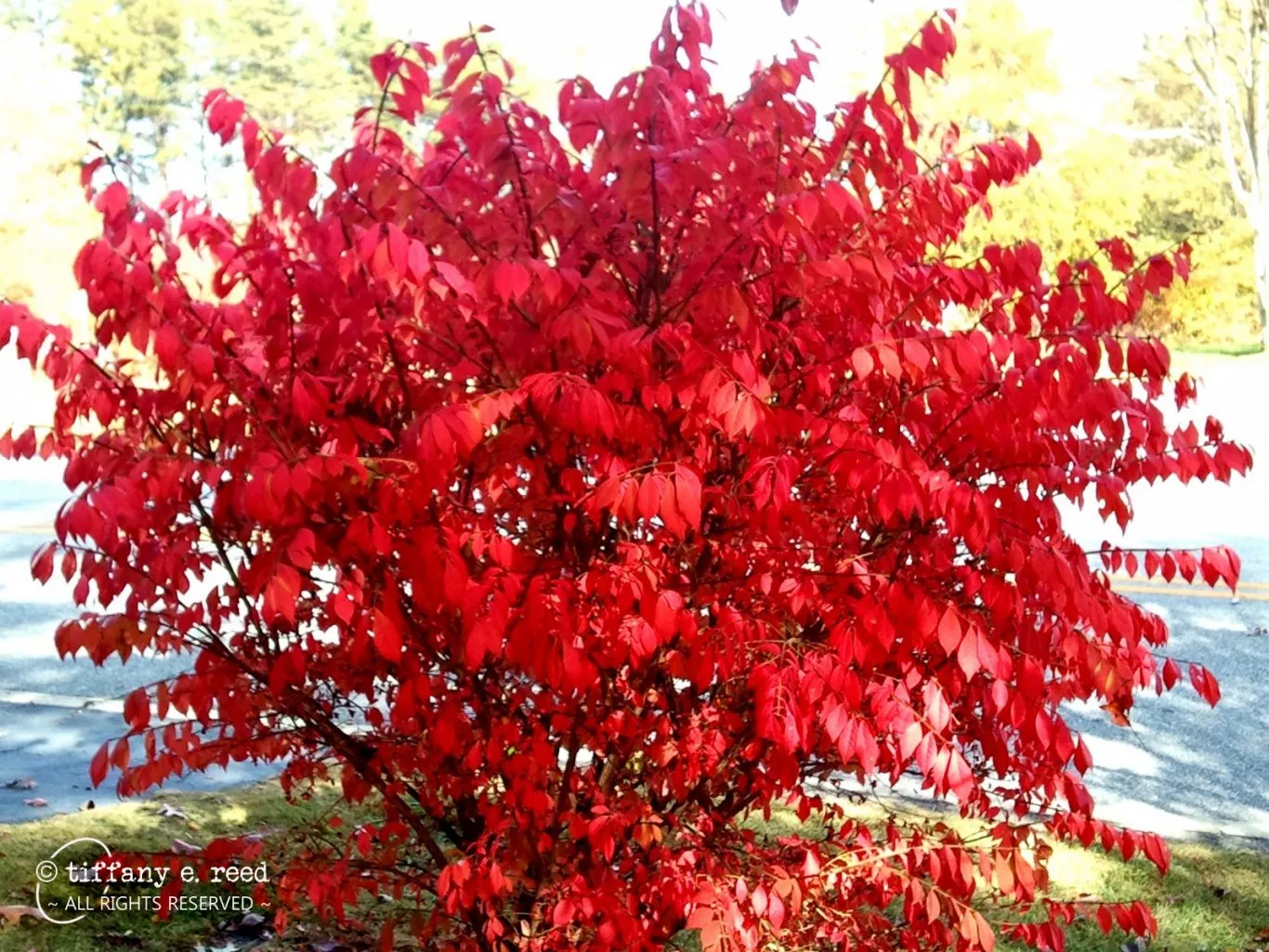 BurningBush-1.jpg