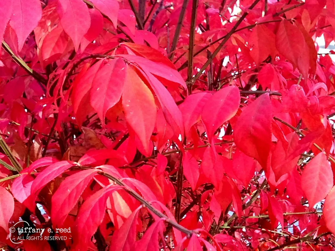 BurningBush-2.jpg