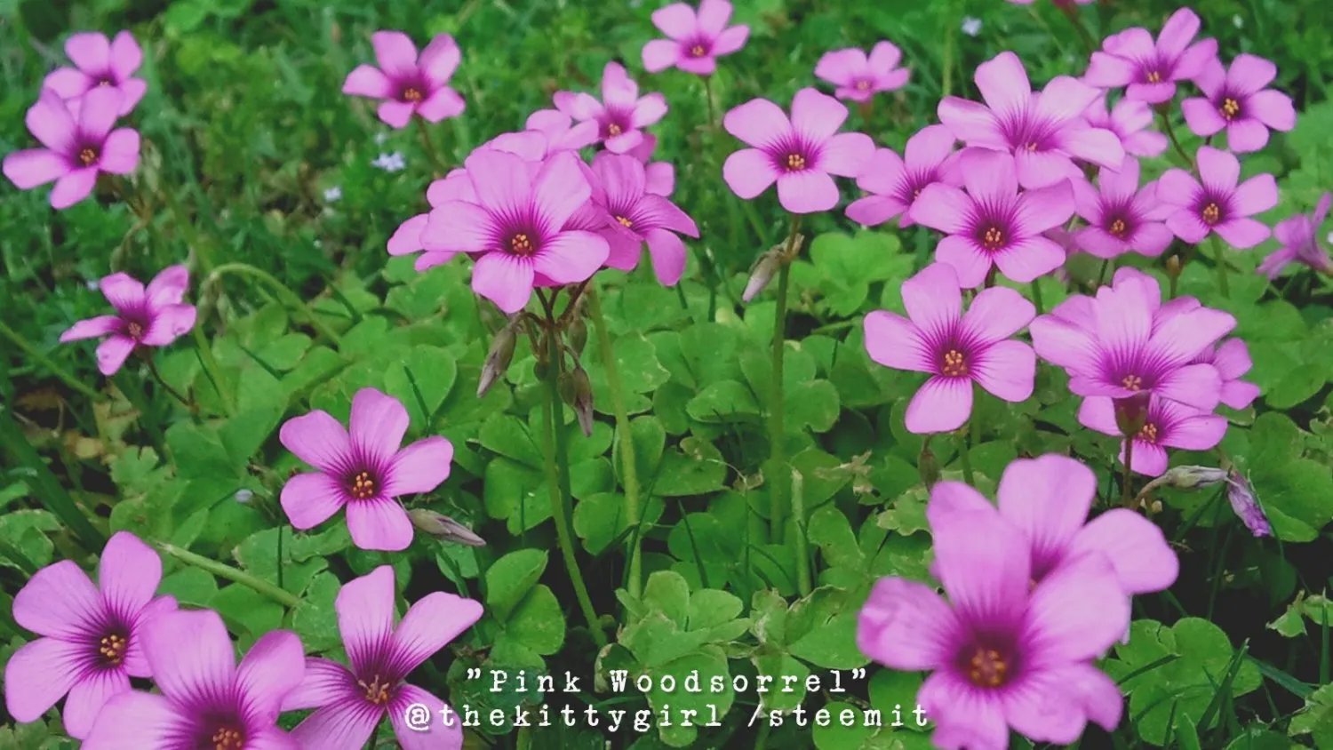 PinkWoodsorrel.jpg