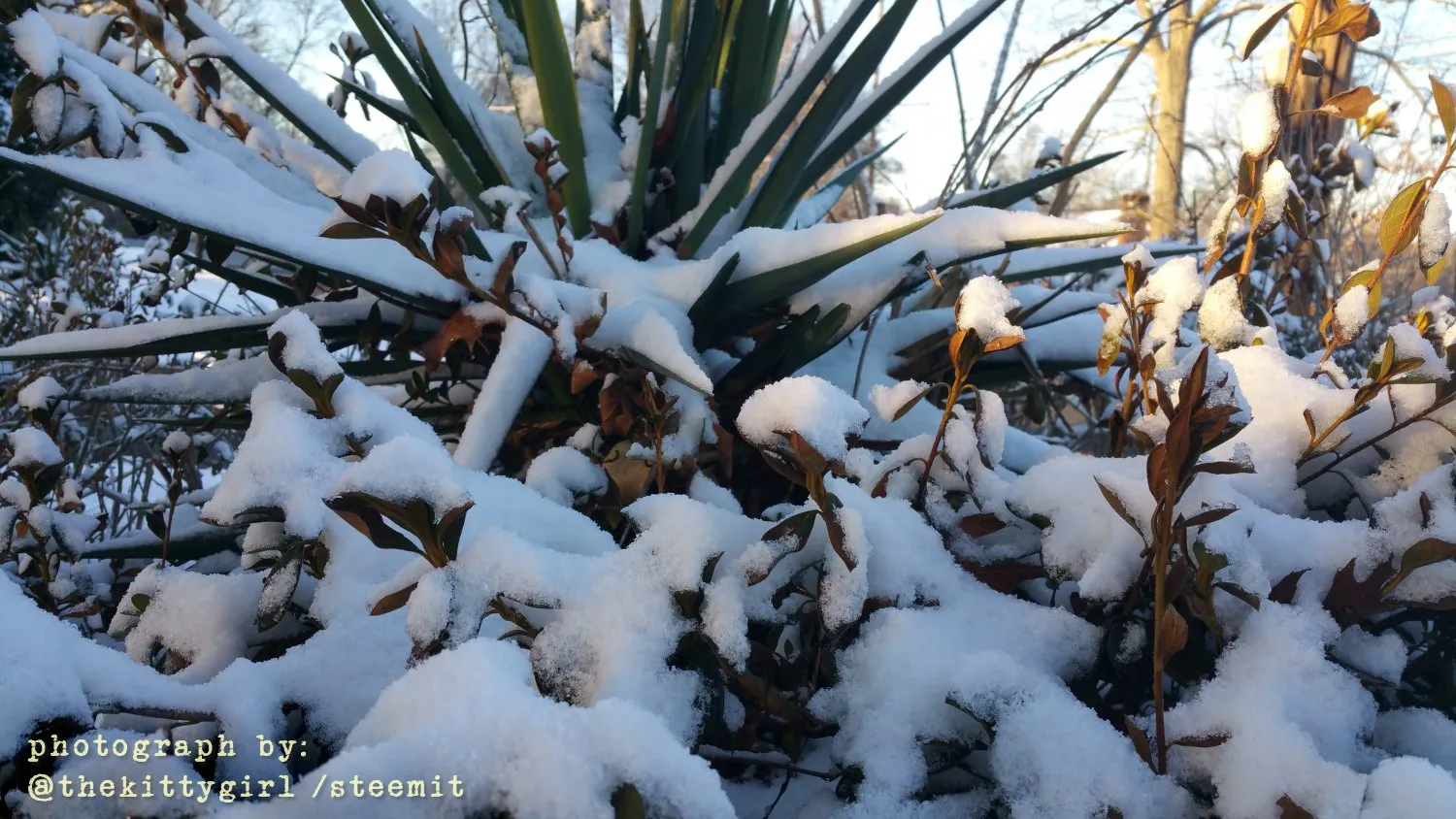 Snow-3.jpg