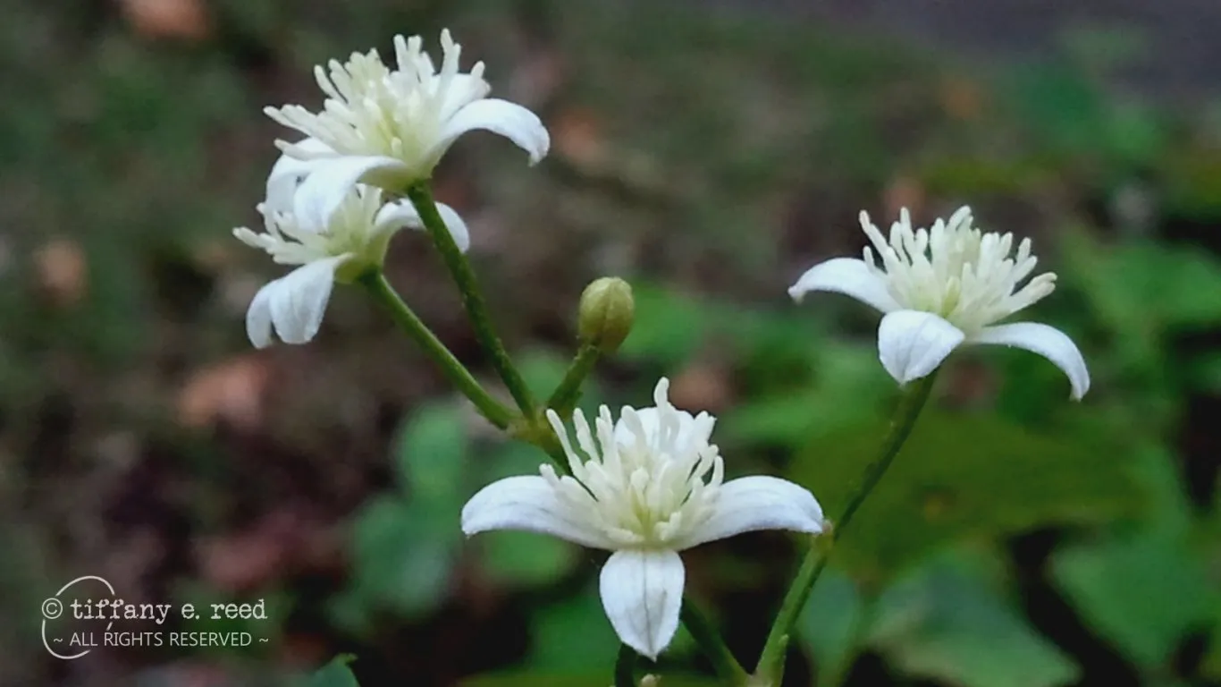 WildClematis.jpg
