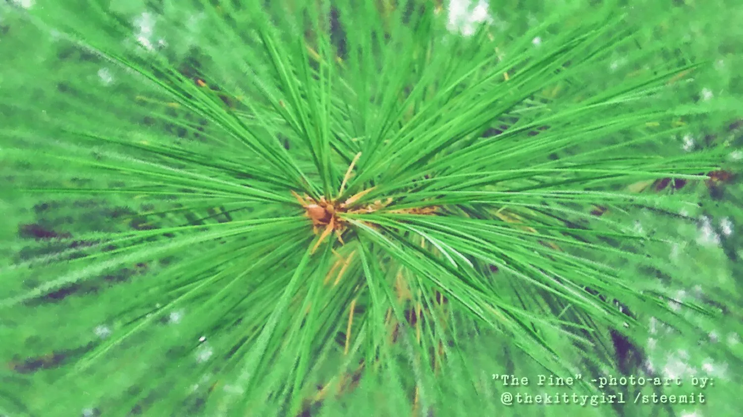 ThePine.jpg