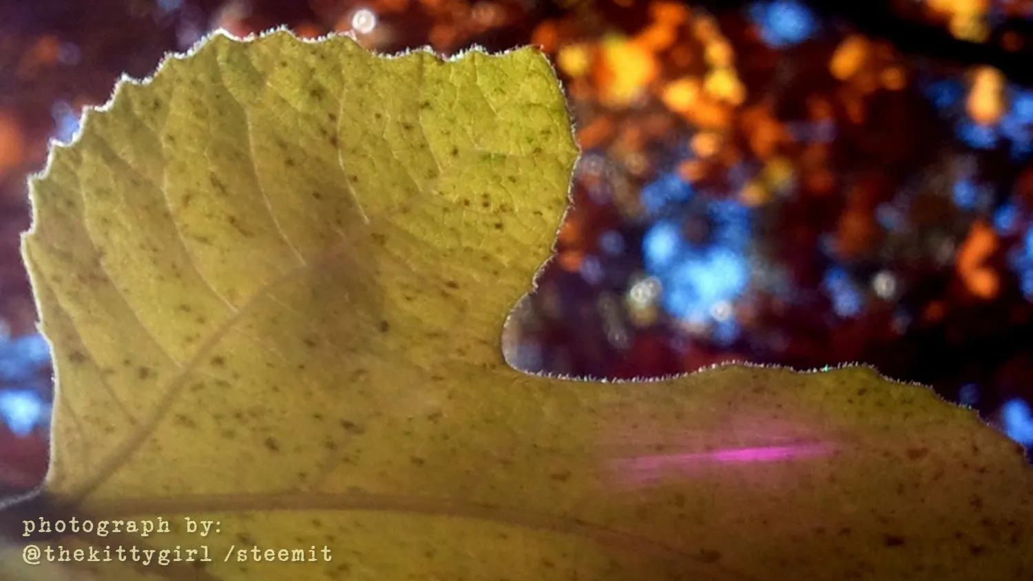 FigLeaf.jpg