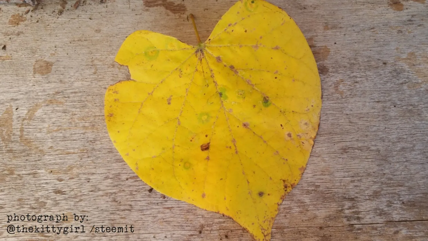 Heart--11.jpg