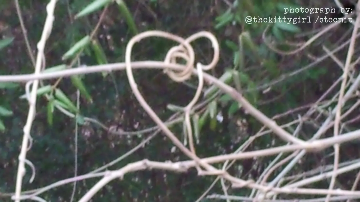 Heart--01.jpg