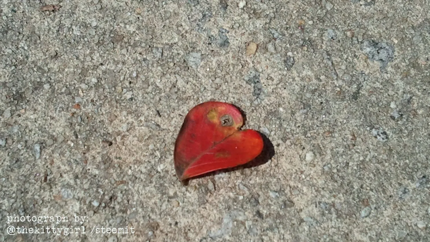 Heart--05.jpg