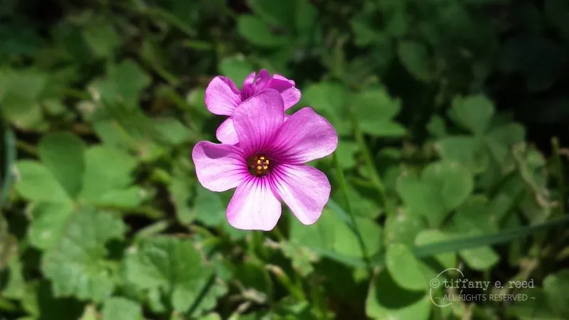 PinkWoodsorrel-OxalisDebilis.jpg
