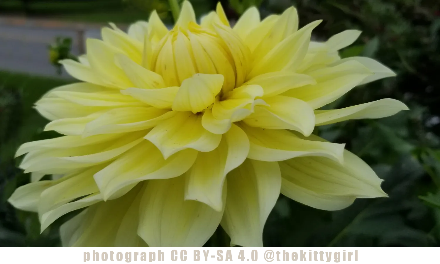 YellowDahlia-1.png