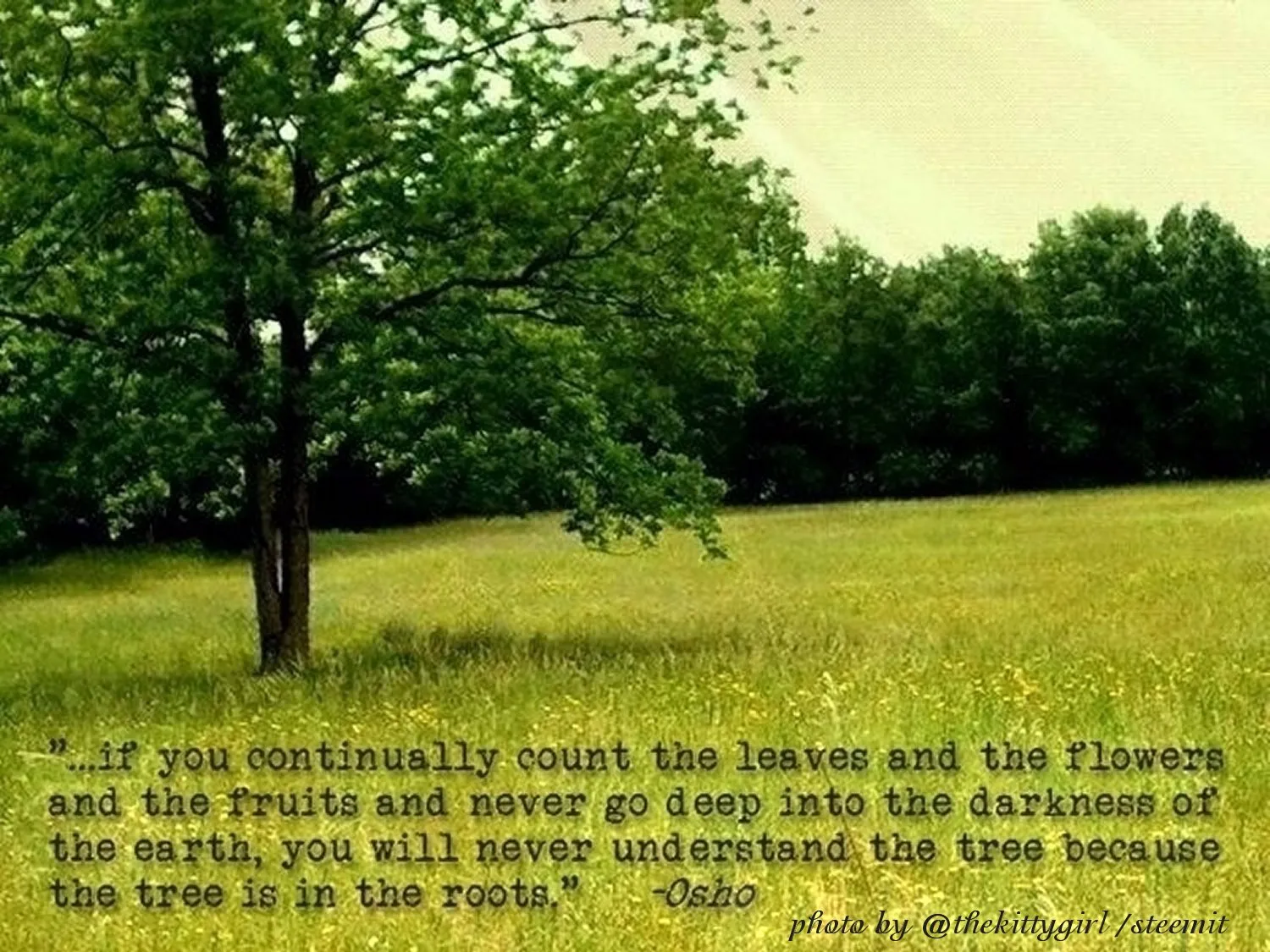 Roots.jpg
