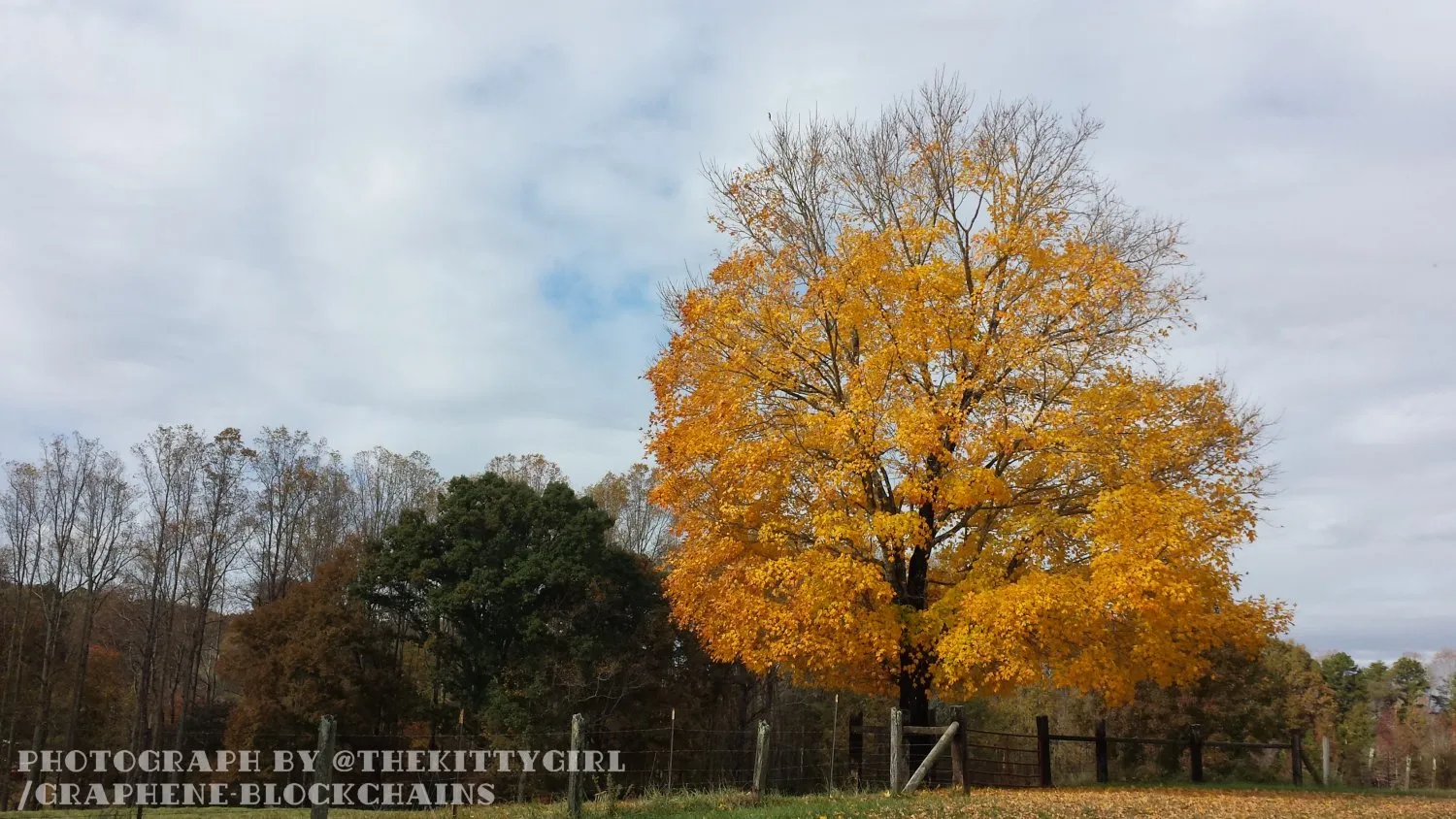 TreeTuesday.jpg